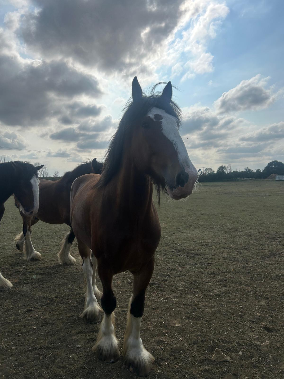 Waldburg Shire Horse
